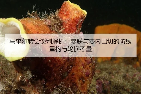 马奎尔转会谈判解析：曼联与费内巴切的防线重构与轮换考量