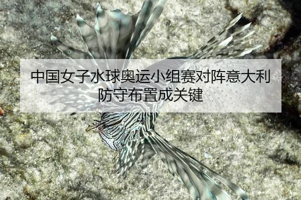 中国女子水球奥运小组赛对阵意大利 防守布置成关键